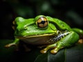 The Hypnotic Eyes of the Tree Frog in Tropical Rainforest Royalty Free Stock Photo