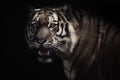 Hypnotized tiger Royalty Free Stock Photo