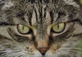 Hypnotizing by cat`s eyes Royalty Free Stock Photo