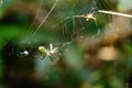 Hypnotizing photograph of a colorful spider having lunch.