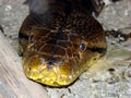 Hypnotizing view of the boa constrictor Royalty Free Stock Photo