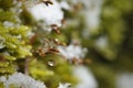 Hypnum cupressiforme (Cypress-leaved Plait-moss or Hypnum moss) during winter timein macro details