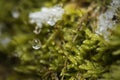 Hypnum cupressiforme (Hypnum moss or Cypress-leaved Plait-moss ) in macro details with drop of ice.