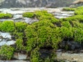 Hypnum cupressiforme (pine moss) growing on trees 1 Royalty Free Stock Photo