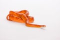 Hypo bloodred corn snake Royalty Free Stock Photo