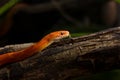 Hypo bloodred corn snake