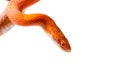 Hypo fire corn snake