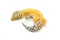 Hypo Tangerine Carrot Tail Leopard Gecko 09