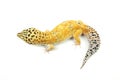 Hypo Tangerine Carrot Tail Leopard Gecko 08