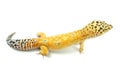 Hypo Tangerine Carrot Tail Leopard Gecko 03