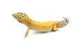 Hypo Tangerine Carrot Tail Leopard Gecko 04