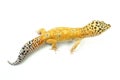 Hypo Tangerine Carrot Tail Leopard Gecko 07