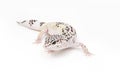 Hypo TUG Snow Leopard Gecko
