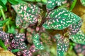 Hypoestes phyllostachya with pink spotted leaves, polka dot plant