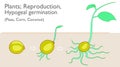 Hypogeal germination. Vegetative propagation stages. Examples plants, Peas Corn Coconut growth, development reproductive system. G