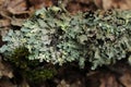 Lichen - Hypogymnia physodes