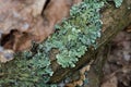 Hypogymnia physodes lichen on tree branch in forest closeup selective focus