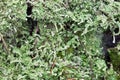 Hypogymnia physodes lichen on tree twig