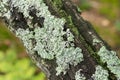 Hypogymnia physodes lichen on tree twig