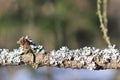 Hypogymnia physodes lichenized fungi growing on a branch