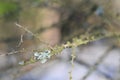 Hypogymnia physodes lichenized fungi growing on a branch