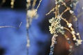 Hypogymnia physodes lichenized fungi growing on a branch