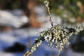 Hypogymnia physodes lichenized fungi growing on a branch