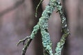 Hypogymnia physodes lichenized fungi growing on a branch