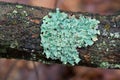 Hypogymnia physodes (monk\'s-hood lichen) lichen on tree branchcloseup selective focus