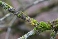 Hypogymnia physodes and moss lichenized fungi growing on a branch