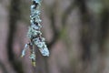 Hypogymnia physodes and Usnea filipendula fishbone beard lichen