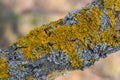 Hypogymnia physodes and Xanthoria parietina common orange lichen, yellow scale, maritime sunburst lichen and shore lichen Royalty Free Stock Photo