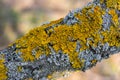 Hypogymnia physodes and Xanthoria parietina common orange lichen, yellow scale, maritime sunburst lichen and shore lichen Royalty Free Stock Photo