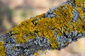 Hypogymnia physodes and Xanthoria parietina common orange lichen, yellow scale, maritime sunburst lichen and shore lichen Royalty Free Stock Photo