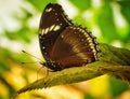 Hypolimnas anomala, the Malayan eggfly or Crow eggfly at Antipa Museum