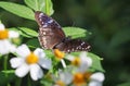 Blue Moon Butterfly with Changeable Dot Patterns on Flowering Shrub Royalty Free Stock Photo