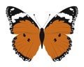 Hypolimnas misippus Butterfly