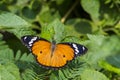 Hypolimnas misippus: Danaid Eggfly butterfly female