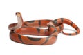 Hypomelanistic aberrant Honduran milk snake, Lampropeltis triangulum hondurensis Royalty Free Stock Photo