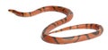 Hypomelanistic aberrant Honduran milk snake, Lampropeltis triangulum hondurensis