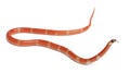 Hypomelanistic Honduran milk snake, Lampropeltis triangulum hondurensis