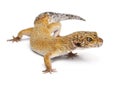 Hypomelanistic Leopard gecko, Eublepharis macularius Royalty Free Stock Photo