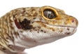 Hypomelanistic Leopard gecko, Eublepharis macularius Royalty Free Stock Photo