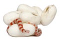 Hypomelanistic milk snake or milksnake Royalty Free Stock Photo