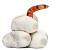 Hypomelanistic milk snake or milksnake, lampropeltis triangulum hondurensis, 1 minute old Royalty Free Stock Photo