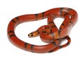 Hypomelanistique Honduran milk snake, Lampropeltis triangulum hondurensis
