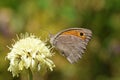 Hyponephele lycaon , the dusky meadow brown butterfly Royalty Free Stock Photo