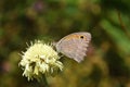 Hyponephele lycaon , the dusky meadow brown butterfly Royalty Free Stock Photo