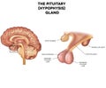 Hypophysis, Pituitary gland Royalty Free Stock Photo