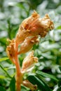 Hypopitys monotropa on blurred natural greenery background